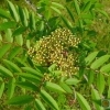 Sorbus matsumurana -- Japanische Berg-Eberesche